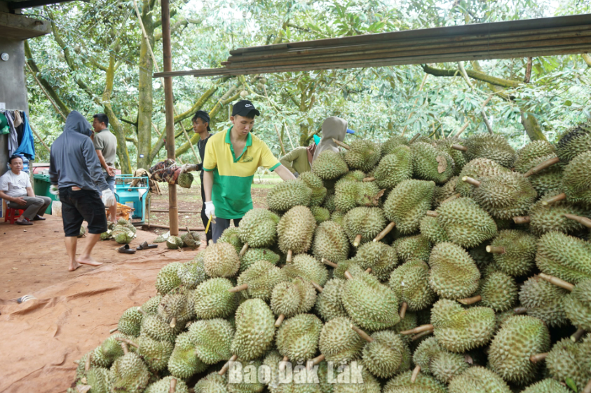 Lên Đắk Lắk “săn” sầu riêng mùa lễ hội